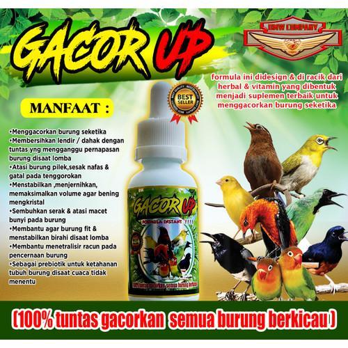 Tips Agar Burung Gacor Uang Asli Secara Alami